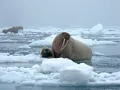 Тихоокеанские моржи (Odobenus rosmarus divergens) на льдах Чукотского моря