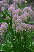 Лук-слизун (Allium nutans). Цветение
