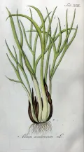 Лук-шалот (Allium ascalonicum). Ботаническая иллюстрация