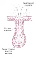 Схема строения экзокринной железы