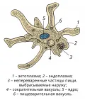 Амёба протей (Amoeba proteus). Строение