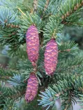 Ель Энгельмана (Picea engelmannii). Шишки