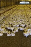 Содержание цыплят-бройлеров на птицеферме