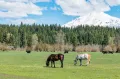 Лошади и крупный рогатый скот на пастбище