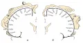 Представительство сенсорных функций в задней центральной извилине коры больших полушарий (а) и двигательных функций в передней центральной извилине (б).