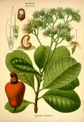 Ке­шью (Anac­ar­dium oc­ci­den­tale). Ботаническая иллюстрация