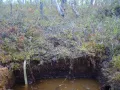 Торфяная верховая почва под болотной водой