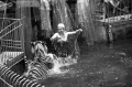 Водяная феерия «Счастливого плавания» в Московском цирке на Цветном бульваре. Маргарита Назарова с дрессированными тиграми. 1959