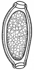 Яйцо Capillaria caudinflata