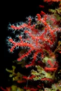 Благородный коралл (Corallium rubrum)