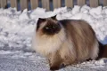 Гималайская кошка