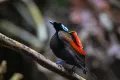 Синеголовая великолепная райская птица (Diphyllodes respublica)