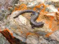 Безлёгочные саламандры. Саламандра (Batrachoseps robustus) на плато Керн