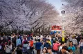 Республика Корея. Люди наблюдают цветение сакуры