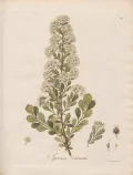 Спирея городчатая (Spiraea crenata). Ботаническая иллюстрация