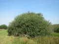 Ива пепельная (Salix cinerea)