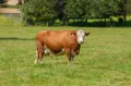 Айрширская порода крупного рогатого скота