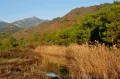 Арундо тростниковый (Arundo donax) у воды и поросшие соснами сухие склоны. Турция (провинция Анталья)