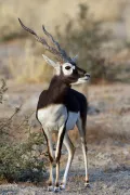 Гарна (Antilope cervicapra)