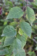 Берёза даурская (Betula dahurica). Листва