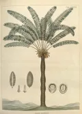 Саговая пальма настоящая (Metroxylon sagu). Ботаническая иллюстрация
