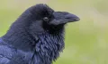 Клюв ворона (Corvus corax)
