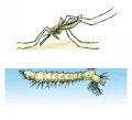 Малярийные комары (Ano­pheles): характерная посадка имаго и личинки