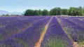 Цветущие поля лаванды в Провансе (Франция)