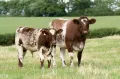 Шортгорнская порода крупного рогатого скота