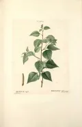 Берёза чёрная (Betula nigra) 