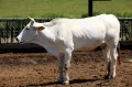 Кианская порода крупного рогатого скота