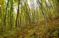 Лес из граба восточного с подлеском из скумпии, кизила и клёна полевого. Заповедник Утриш (Краснодарский край, Россия)