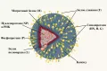 Схема строения парамиксовирусов (Paramyxoviridae)