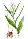 Пыльцеголовник длинноприцветниковый (Cephalanthera longibracteata) 