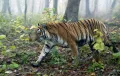 Амурский тигр (Panthera tigris altaica) на территории Ботчинского заповедника