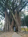 Фикус (Ficus). Бразилиа