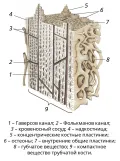 Схема строения пластинчатой костной ткани