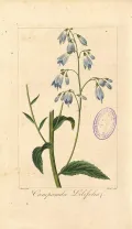 Бубенчик лилиелистный (Adenophora liliifolia). Ботаническая иллюстрация