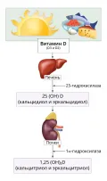 Схематическое изображение метаболизма витамина D в организме человека