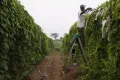 Выращивание маниока. Нигерия