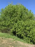 Клён ясенелистный (Acer negundo). Общий вид растения