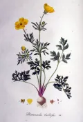 Лютик луковичный (Ranunculus bulbosus). Ботаническая иллюстрация
