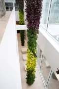 Вертикальное озеленение (лианы из живых растений) в Голландии. Растения традесканция, филодендрон сканденс, сциндапсус голден потос