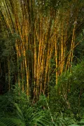 Бамбук обыкновенный (Bambusa vulgaris)