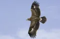 Степной орёл (Aquila nipalensis) в полёте 