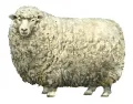 Ромни-марш (кент­ские ов­цы). Овца породы ромни-марш