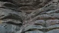 Безоаровые козлы (Capra aegagrus) взбираются на скалу