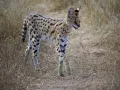Сервал (Leptailurus serval)