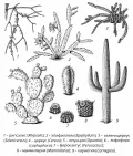 Кактусовые (Cactaceae)