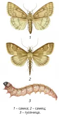 Стеблевой мотылёк (Ostrinia nubilalis). Фазы развития